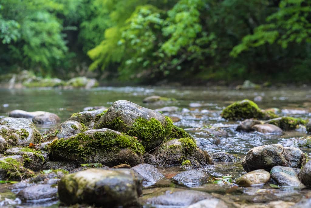 Qué enfermedades produce el agua estancada