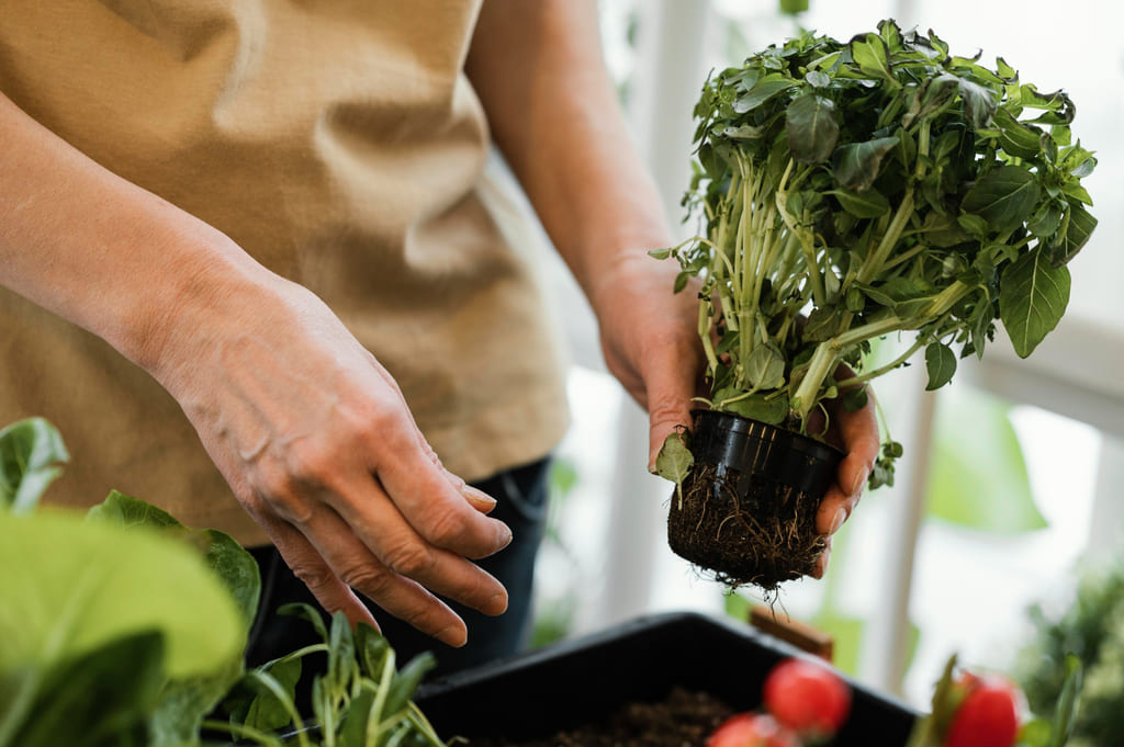 Cómo usar el carbón en las plantas