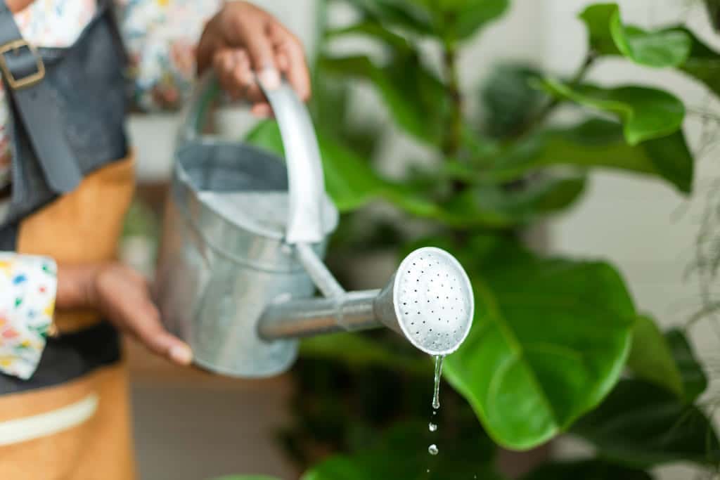 Qué tipo de agua es mejor para regar las plantas