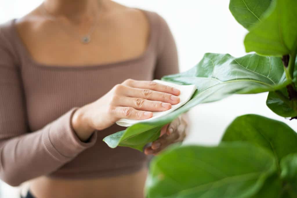 agua purificada para regar plantas