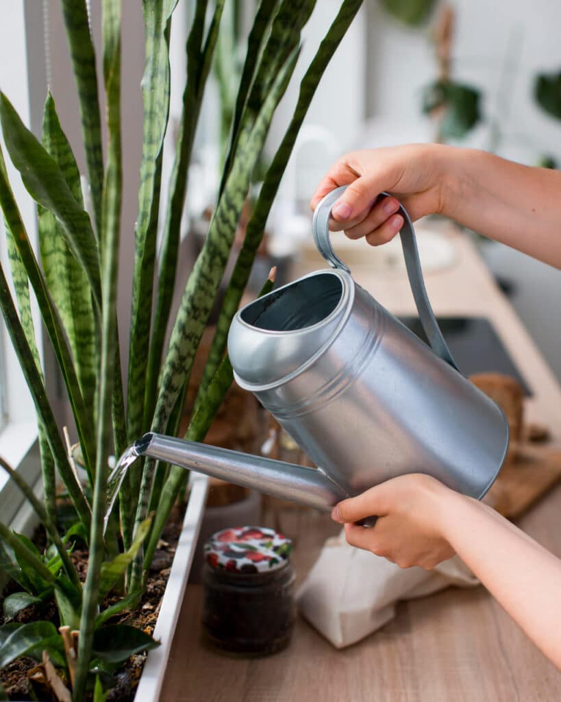 regar plantas con agua destilada