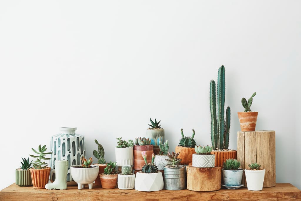 se puede regar las plantas con agua del aire acondicionado