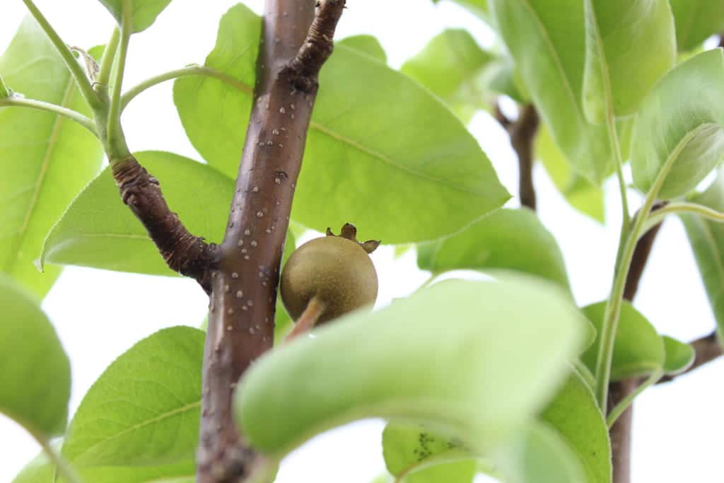 tierra de diatomeas insecticida