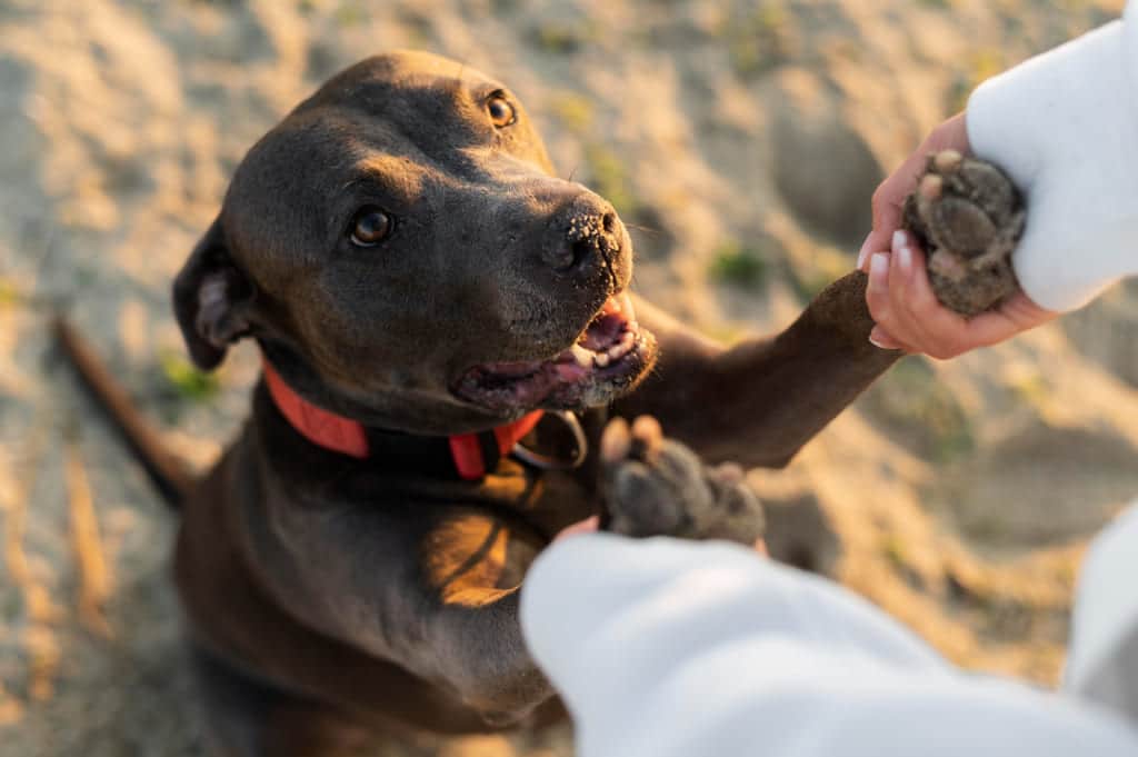 tierra de diatomeas para animales