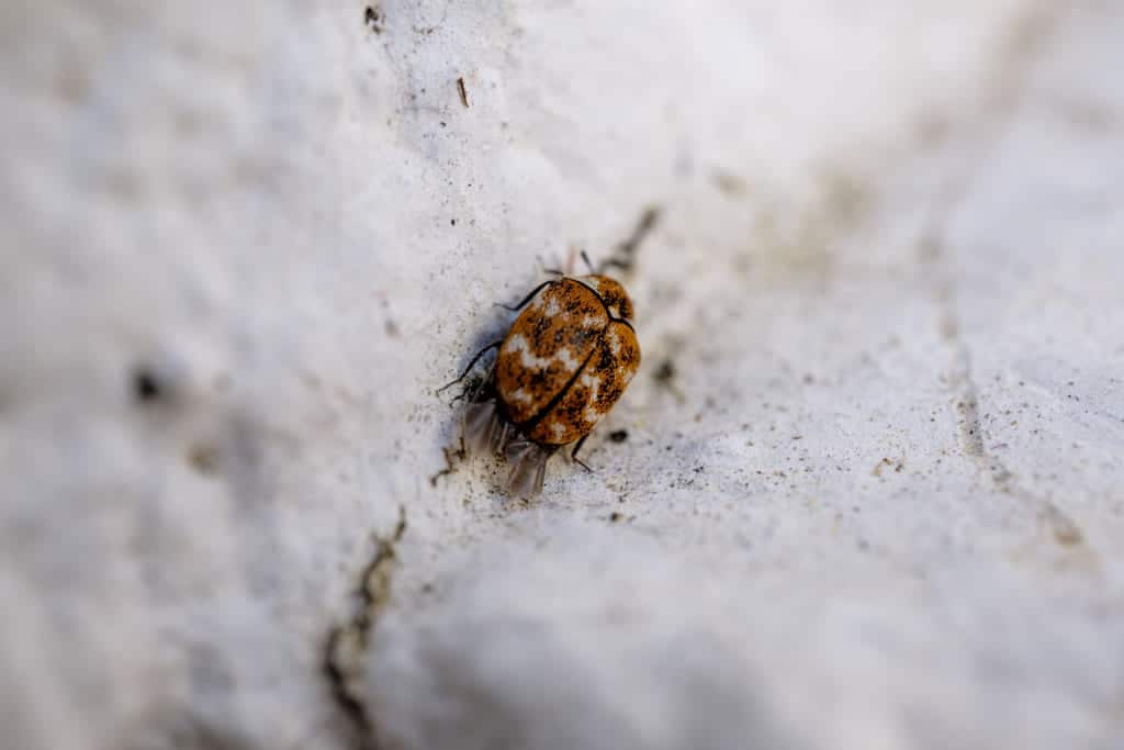 Cómo Actúa La Tierra De Diatomeas Sobre Los Insectos