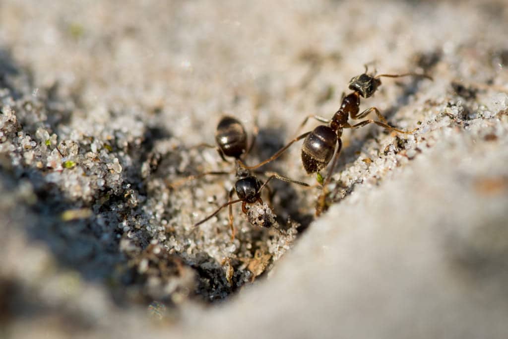 Cómo Usar La Tierra De Diatomeas Para Eliminar Insectos