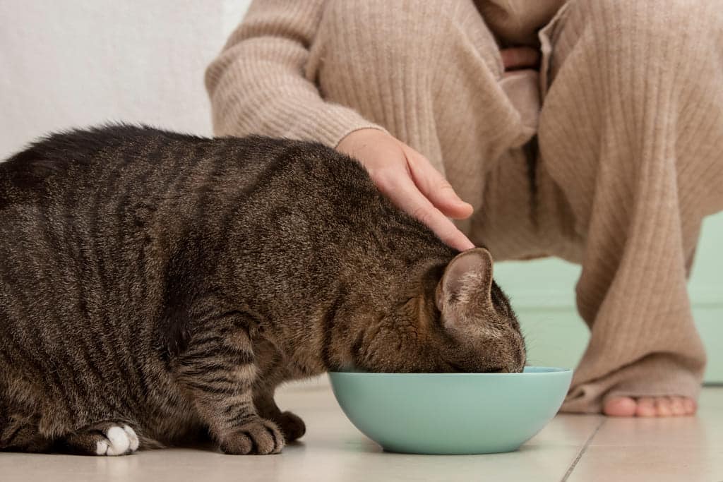 desparasitación gato con tierra de diatomeas