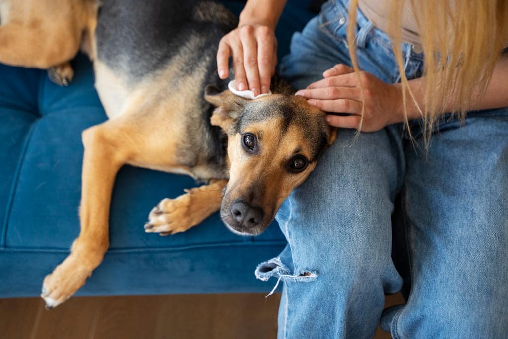 desparasitar perro con tierra de diatomeas